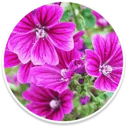 Mallow Flower ingredient in Bazopril known as Hindu Goddess Flower for kidney signaling